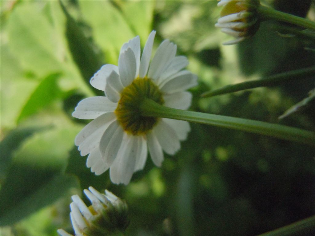 Tripleurospermum inodorum / Camomilla senza odore